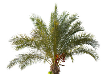 Date palm tree with unripe dates