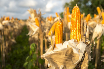 Drying corn on the cob © Maroš Markovič