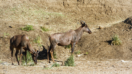 Common tsessebe in Kruger National park