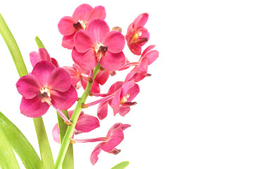 magenta orchid