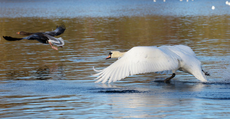 Mute Swan, cygnus olor