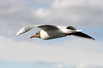 Fototapeta premium Seagulls