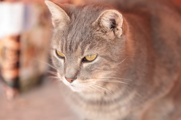cat looking out of focus background
