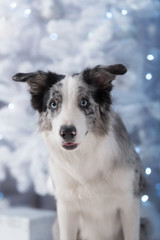 Border collie dog lying down on white Christmas lights