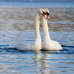 Fototapeta premium Mute Swan, cygnus olor