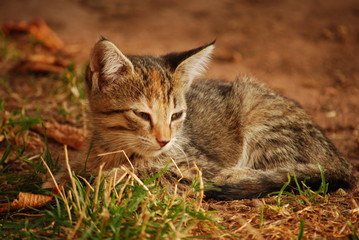 Naklejka na ściany i meble Short-haired cat with half-closed eyes