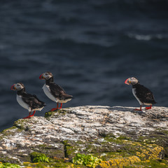 Icelandic puffins at remote islands in Iceland, summer, 2015