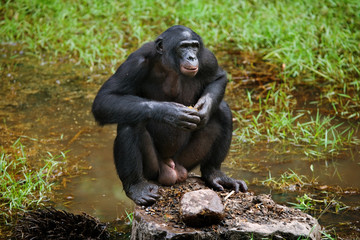Bonobo are sitting on the ground. Democratic Republic of Congo. Lola Ya BONOBO   National Park. An excellent illustration.