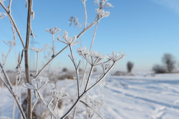 Stalks of a dry grass in hoarfrost a background of the blue sky in the winter