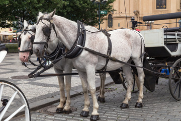 Naklejka na ściany i meble Carriage with horses at the Old Town Square. Prague