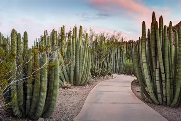 Fotobehang Organ Pipe  Cactus Forest © desertsolitaire