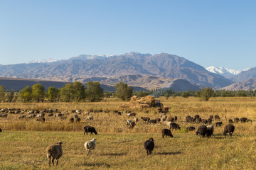 Sheep herd in Kyrgyzstan