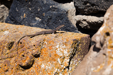 small lizard