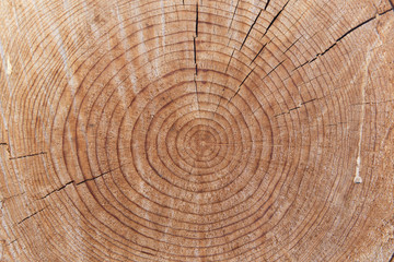 Close-up of aged cut wood trunk