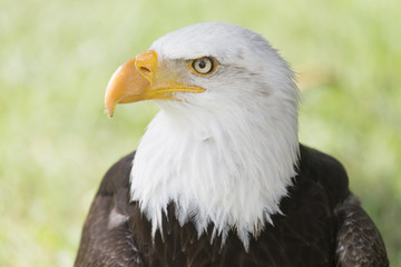 Bald eagle