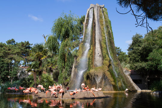 Fototapeta L'Ile au flamand rose - Zoo de la Palmyre (Img.9447)