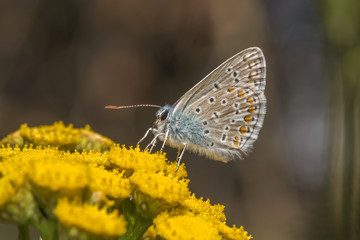 Hauhechelbläuling (Polaommatus icarus)