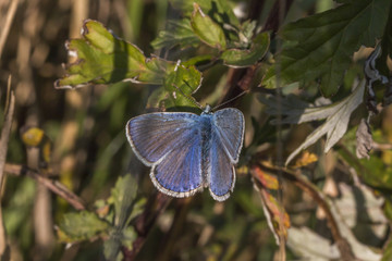 Hauhechelbläuling (Polaommatus icarus)