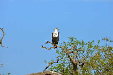 aigle pêcheur, pygargue vocifère
