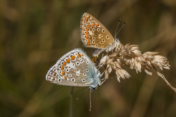 Hauhechelbläuling (Polaommatus icarus)