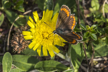 Hauhechelbläuling (Polaommatus icarus)