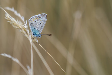 Hauhechelbl&auml;uling (Polaommatus icarus)