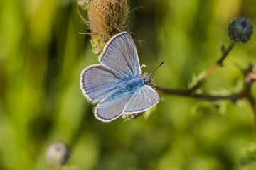 Hauhechelbläuling (Polaommatus icarus)