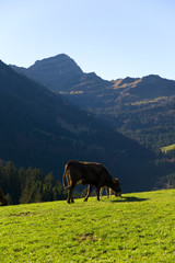 Kühe in den Alpen