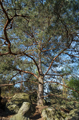 Fontainebleau, pin dans les gorges d Apremont