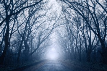 Fototapeta na wymiar Spring forest in fog. Beautiful natural landscape. Vintage style