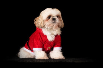 Shih-Tzu déguisé en père Noël
