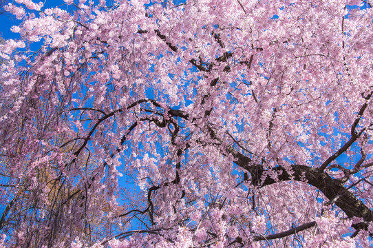 Blooming cherry blossom tree in blue sky background, National Mall, Washington D.C., US