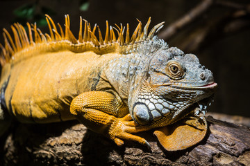 Leguan im Zoo am Meer, Bremerhaven