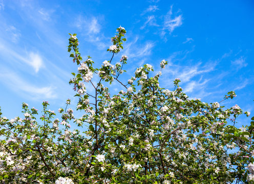 Blooming branches of the apple tree against the blue sky