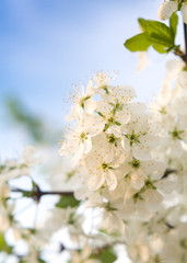 The blossoming bird-cherry tree with little leaves spring photo at the setting sun