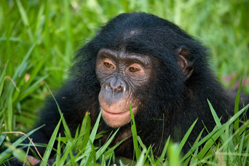 Baby Bonobo sitting on the grass. Democratic Republic of Congo. Lola Ya BONOBO National Park. An excellent illustration.