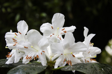 White orchids on a dark background