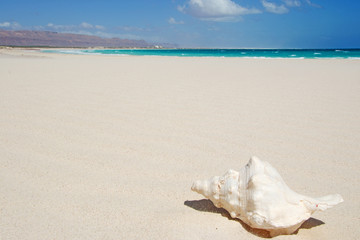 Obraz na płótnie Canvas Una conchiglia sulle dune di sabbia, spiaggia di Aomak, area protetta, isola di Socotra, Yemen, relax, luna di miele
