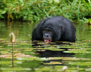 Bonobo is waist-deep in the water and trying to get food. Democratic Republic of Congo. Lola Ya BONOBO National Park. An excellent illustration.