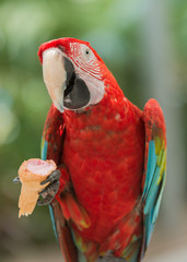 A WILD Scarlet Macaw playfully rolls around in the grass in the Peruvian Amazon