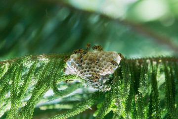 antennae bite black carnivorous compound