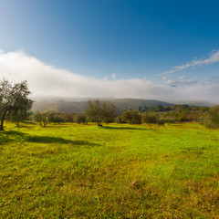 Fototapeta premium Foggy Morning