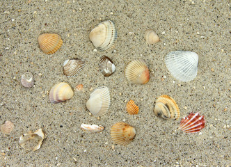 Herzmuscheln - Cardiidaen