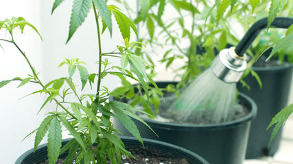 Watering Marijuana Plants