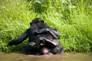 Two Bonobos make love with each other. Democratic Republic of Congo. Lola Ya BONOBO National Park. An excellent illustration.