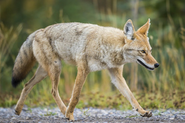 Coyote (Canis Latrans)