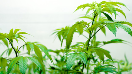Young Cannabis Sativa Plants 