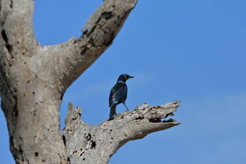 oiseau bleu, Afrique, drongo brillant