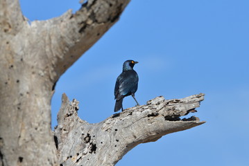 oiseau bleu, Afrique, drongo brillant