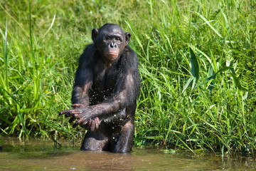 Naklejka premium Bonobo playing with water. Democratic Republic of Congo. Lola Ya BONOBO National Park. An excellent illustration.